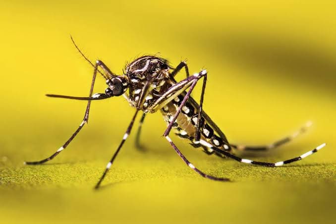 Close-up of a mosquito with distinct black and white striped legs and body, perched on a green surface, against a bright yellow background.